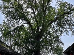 -昭庆寺