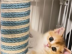 -翊宠yipet猫狗购宠庄园