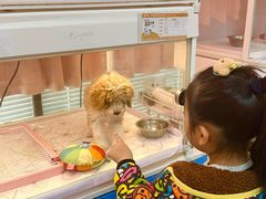 -翊宠yipet猫狗购宠庄园犬舍•猫舍