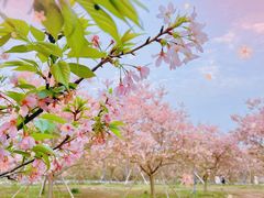 -天适樱花悠乐园