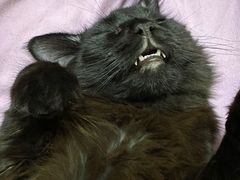-猫大福·Fortune Cat猫舍(百子湾店)