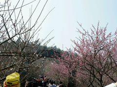 -香雪海