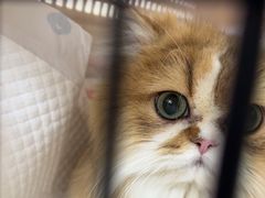 -美联众合动物医院·24h京西诊疗中心