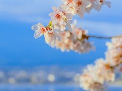 -川道拐耗儿鱼(置信路店)