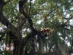 -小洲村