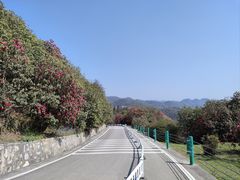 -贵州百里杜鹃风景名胜区