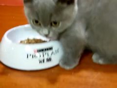 -十年猫舍·猫咪专门店(普陀店)