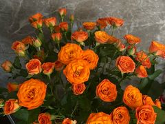 -南宁良凤江国家森林公园