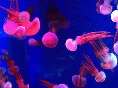 -成都浩海立方海洋公园