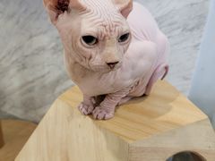 -楼上猫咖(罗湖店)
