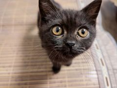 -糯米喵星人总部直营旗舰店·猫舍·幼猫出售
