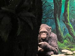 -国家自然博物馆