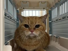 -瑞派康怡24h宠物医院·犬猫医疗中心·微创绝育(瑞景分院)