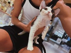 -momokira米努特·德文卷毛猫·棉花面纱犬