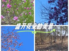 -上林马术中央公园·户外露营·团建·骑乘