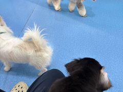 -天使宠物医院·犬猫分诊(彩虹店)