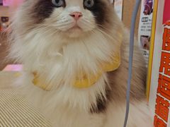 -滚猫咖啡·猫咖·猫友好撸猫(未来城店)