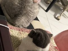 -HONGA HONGA雄家(曹路店)