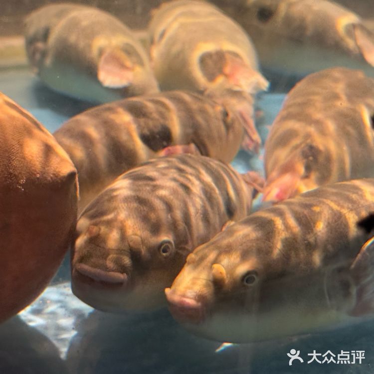 大爱河豚鱼