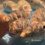 大爱河豚鱼