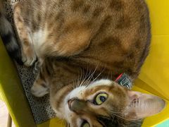 -猫色咖啡·猫咖