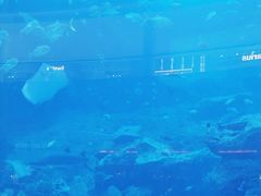 -迪拜水族馆及水下动物园