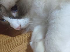-李小姐の猫咖啡馆(五角场店)