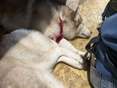 -Husky Go! 哈士奇体验馆·宠物咖啡厅狗咖