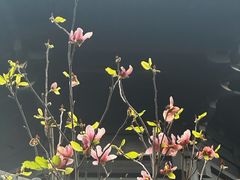 -荔湾湖公园