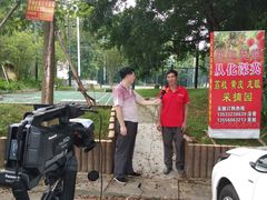 -从化深英荔枝黄皮龙眼采摘园