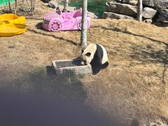 -西霞口神雕山野生动物世界