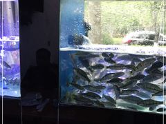 -全乐鱼馆·淳牌有机鱼直营店
