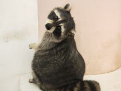 -浣熊柯尔鸭土拨鼠·电玩咖