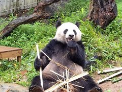 -广州长隆野生动物世界
