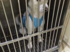 -米苏动物医院·犬猫专科·骨科外科内窥镜