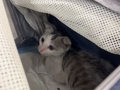 -四月宠物医院·猫专科·心脏专科·内科(转塘店)