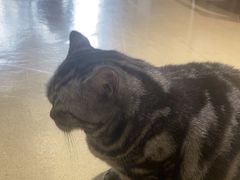 -藏猫猫咖啡主题馆(中央大道店)