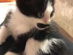 -纳吉亚猫专科动物诊疗中心(蒋宅口分院)