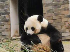-都江堰中华大熊猫苑