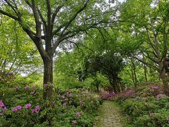 -上海滨江森林公园