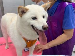 -宠福鑫康馨动物医院·骨科·眼科
