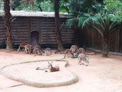 -深圳野生动物园