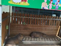 -廊坊固安福朋喜来登酒店