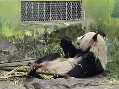 -上海野生动物园