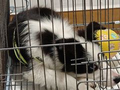 -康爱犬猫诊所·牙专科·骨外科·影像内科(丰宁店)