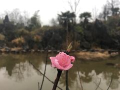 -千岛湖石林