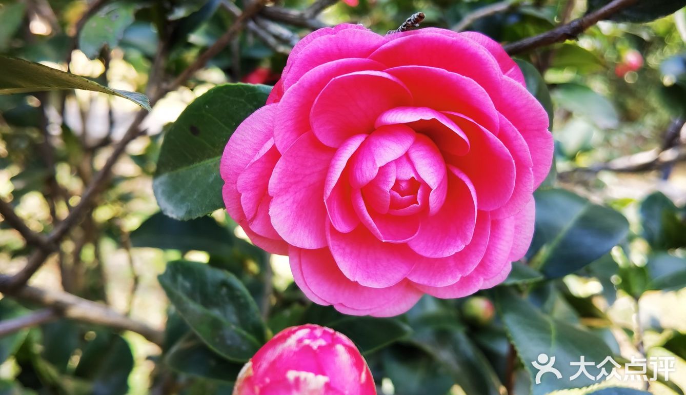 御花園位置就在正門入口右手邊