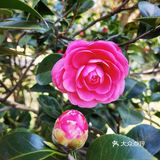 御花園位置就在正門入口右手邊