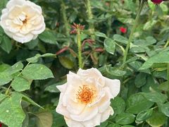 -亚龙湾国际玫瑰谷