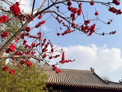 -桃花堤公园